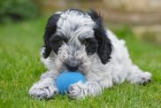 Cockapoo puppy playing with blue ball outdoors.