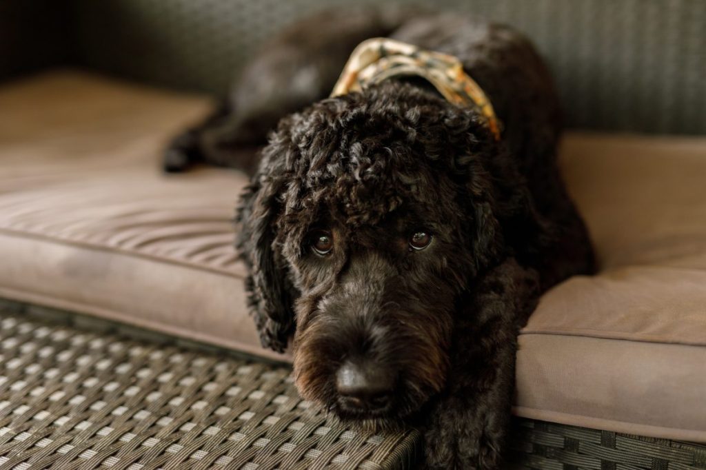 Black Australian Labradoodle lounging