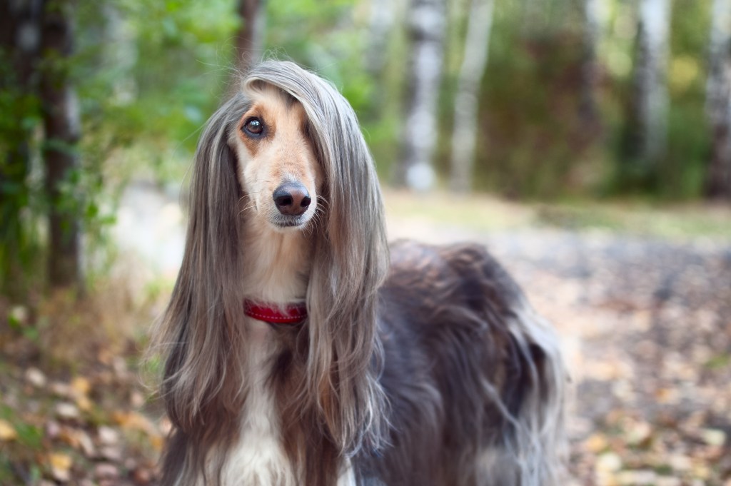 Afghan Hound in woods