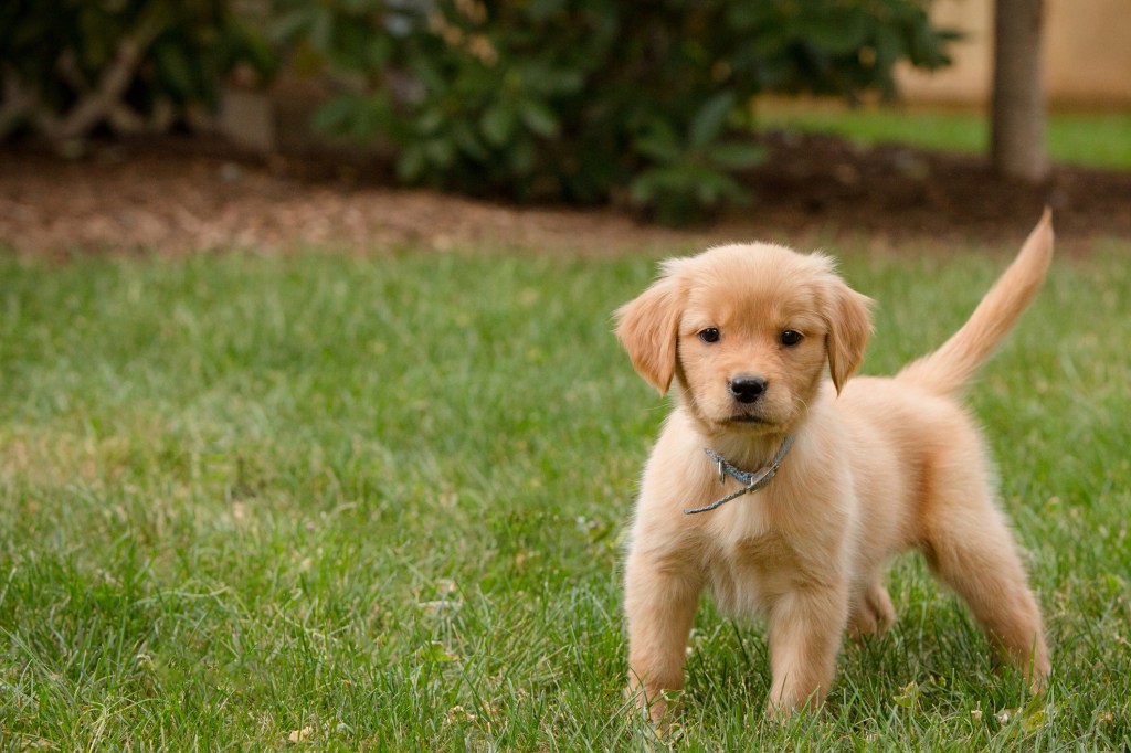 Golden Retriever puppy