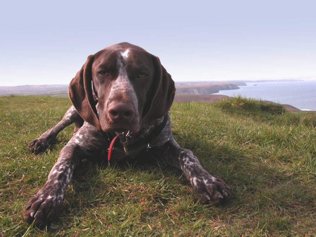 GSP dog sitting