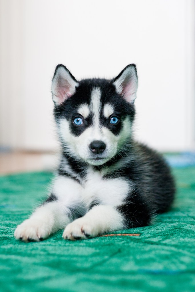 Siberian Husky puppy