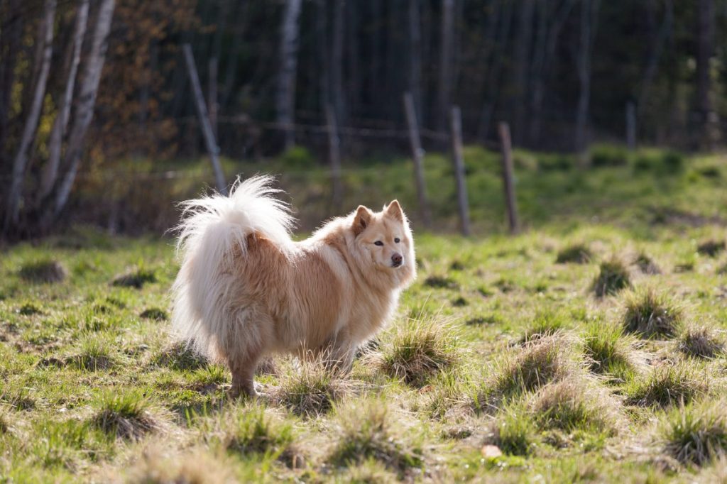 Finnish Lapphund in the Countryside.