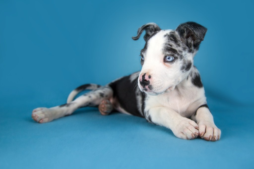 Great Dane puppy