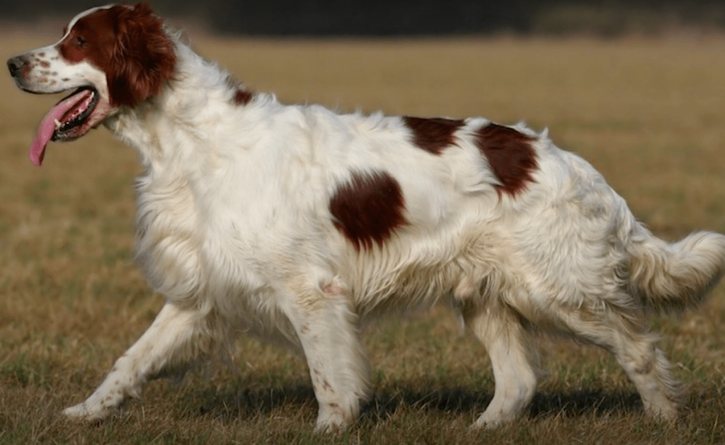 Irish Red and White Setter standing