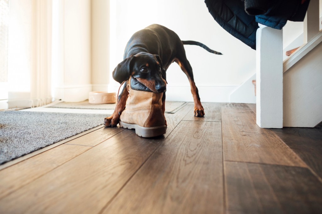 Adolescent teenage Doberman dog chewing on a boot on a wood floors of the house.