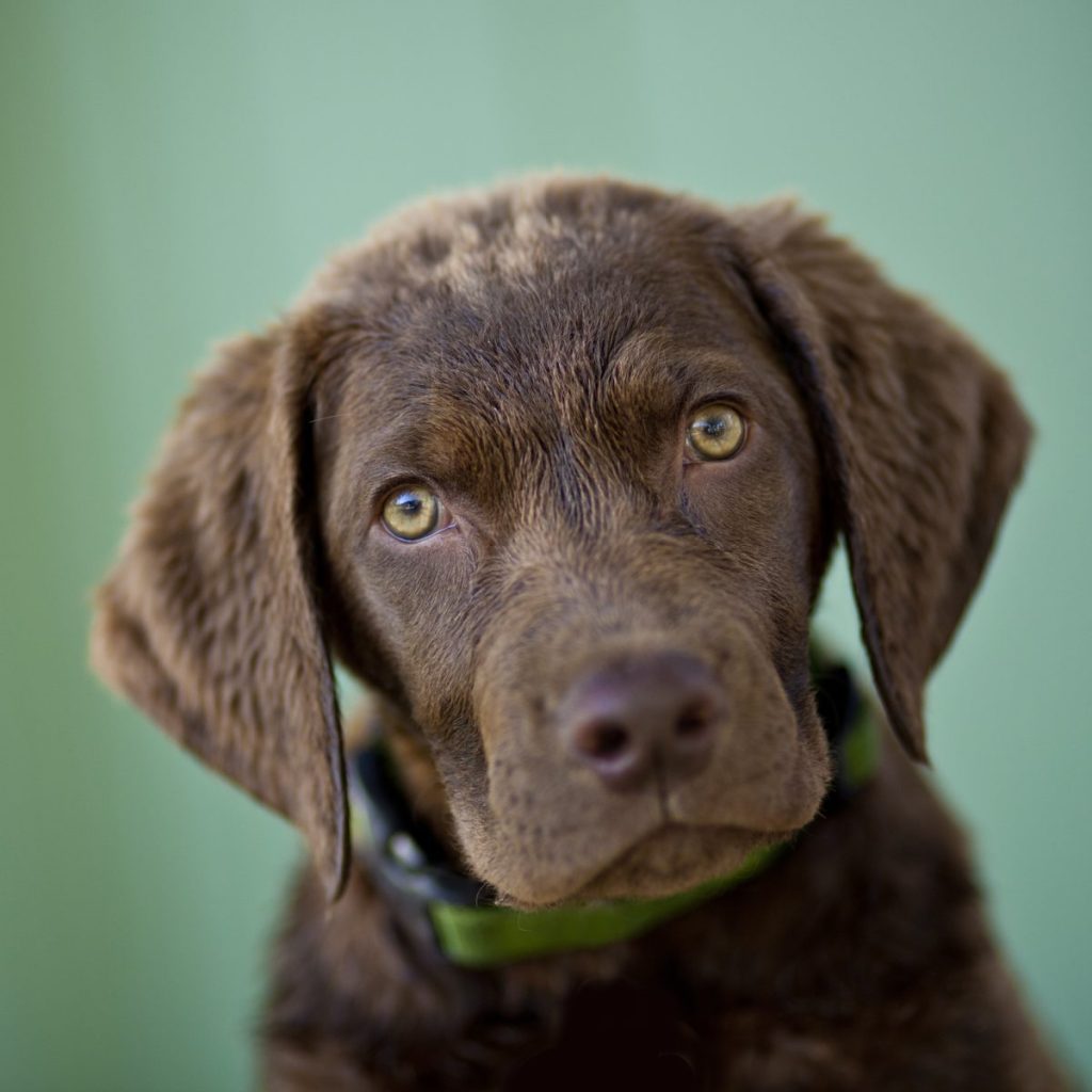 Chesapeake Bay Retriever puppy