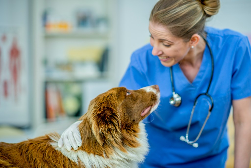 A blonde female vet smiles at a brown and white Border Collie dog in her surgery before giving him an Imodium pill.