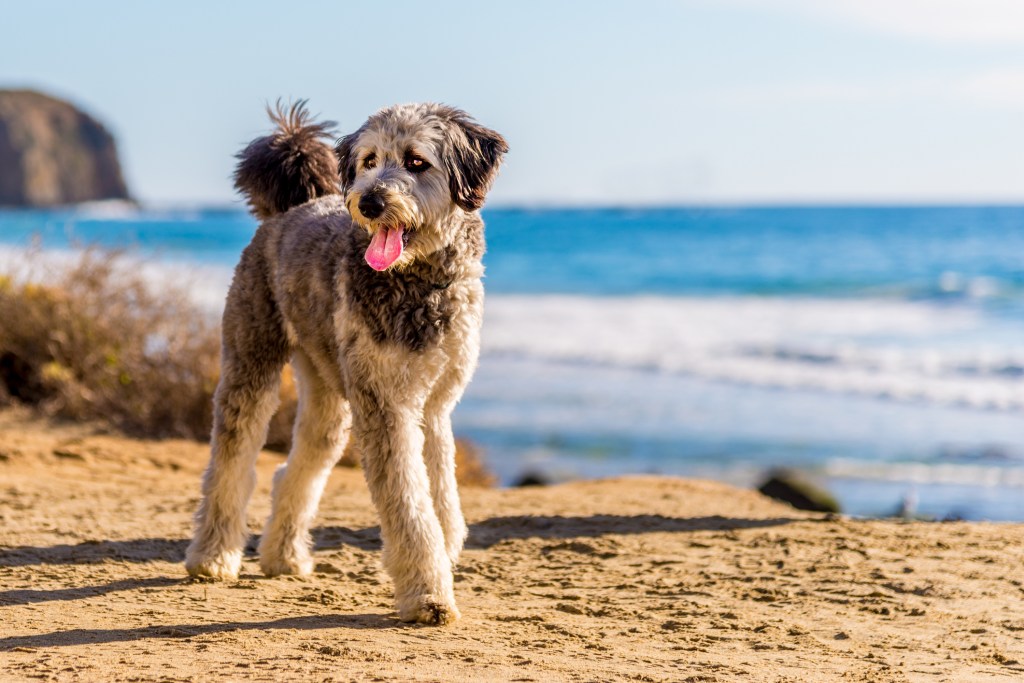 Aussiedoodle playing on beach