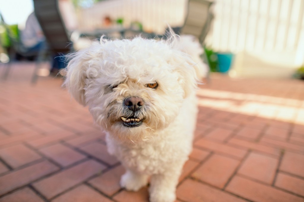 stressed dog growling at camera