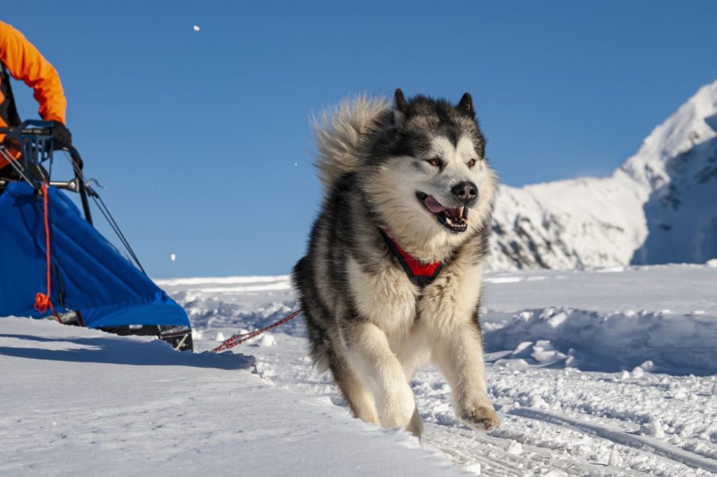 alaskan malamute pulling sled