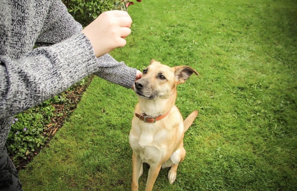 woman training dog with treats