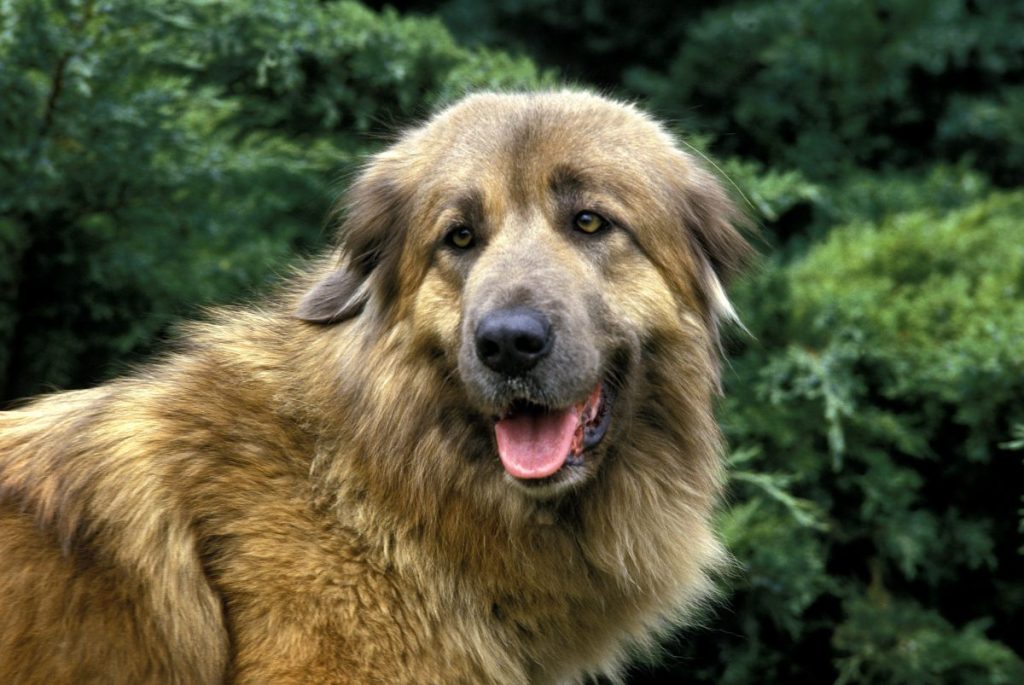 Estrela Mountain Dog standing proudly