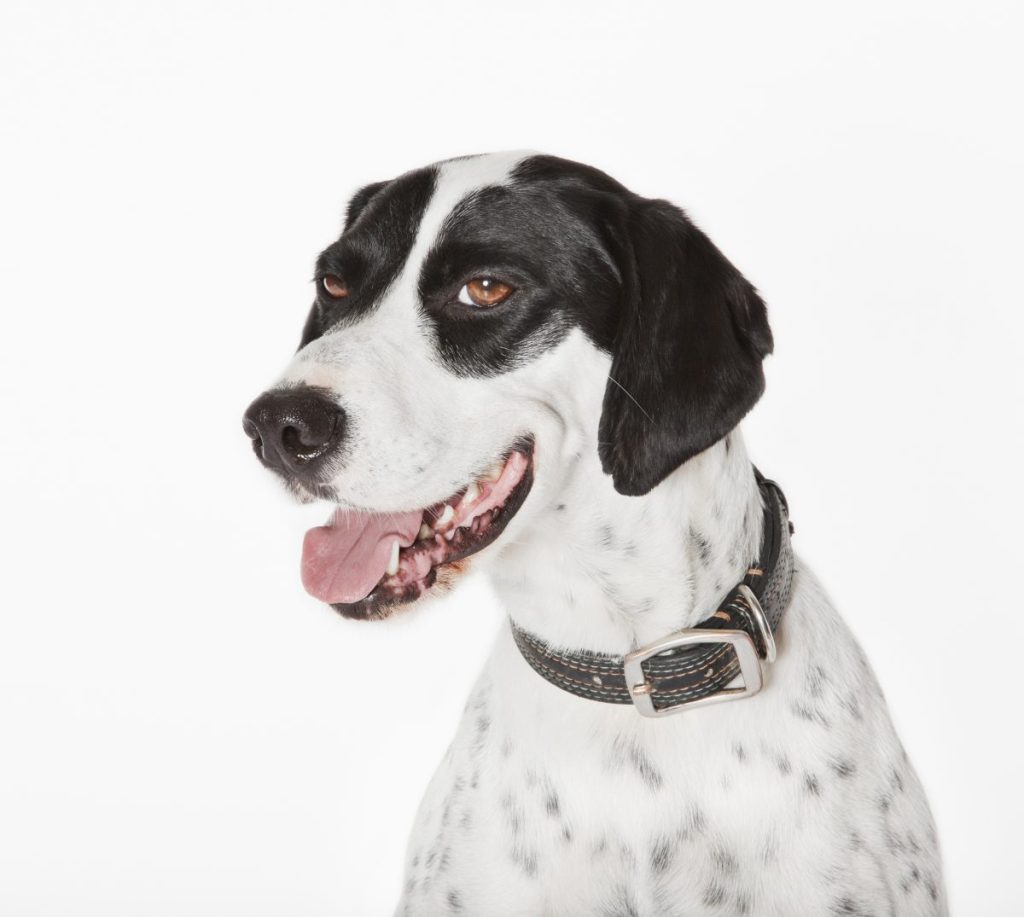 Close up of panting dog's face