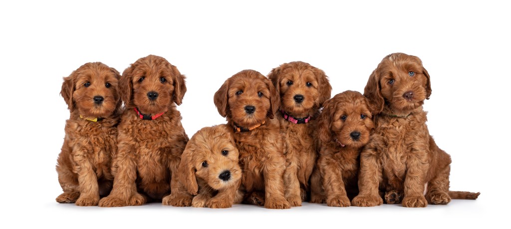 Labradoodle puppies