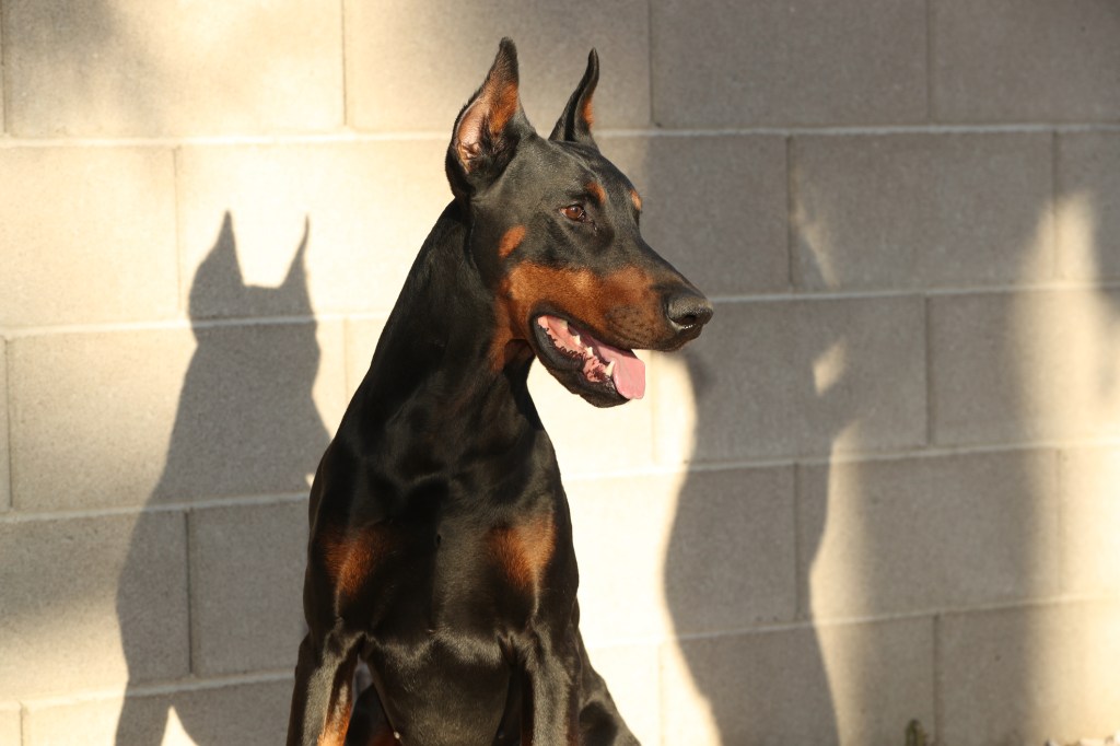 A black and tan Doberman, a highly intelligent dog breed, against a white wall during golden hour.