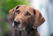 portrait of Chesapeake bay retriever