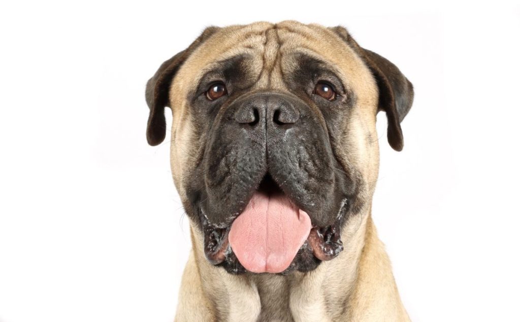 portrait of bullmastiff