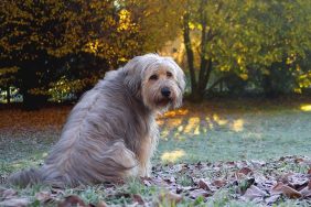 why does my dog ignore other dogs at park