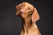Close-up of Vizsla against black background.