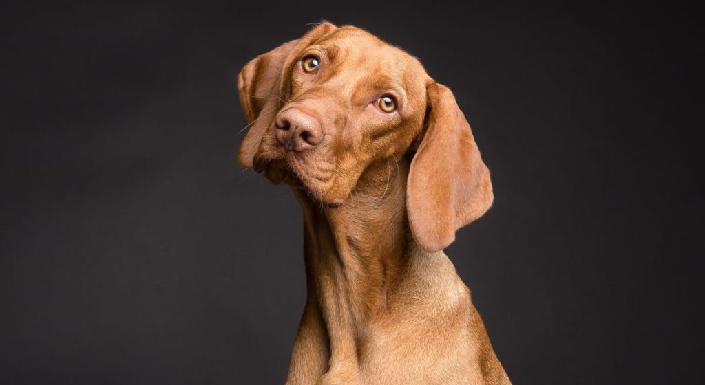 Close-up of Vizsla against black background.