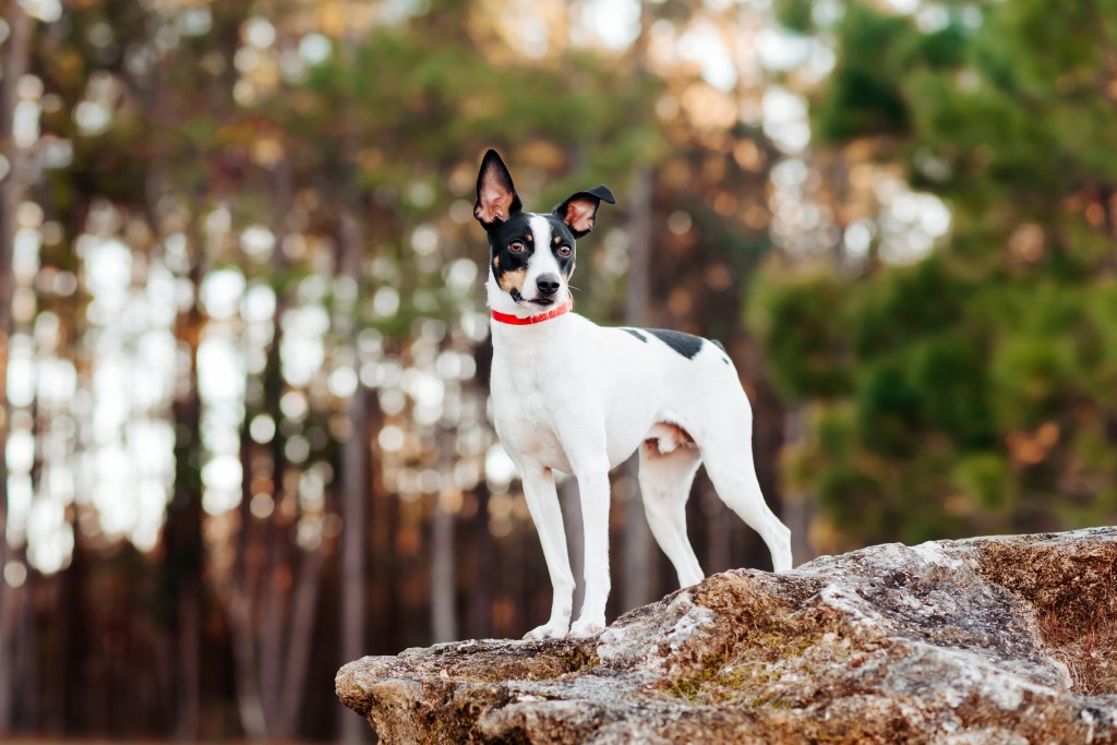 An alert tri-color Rat Terrier, a lively dog breed, standing upright on rocks.