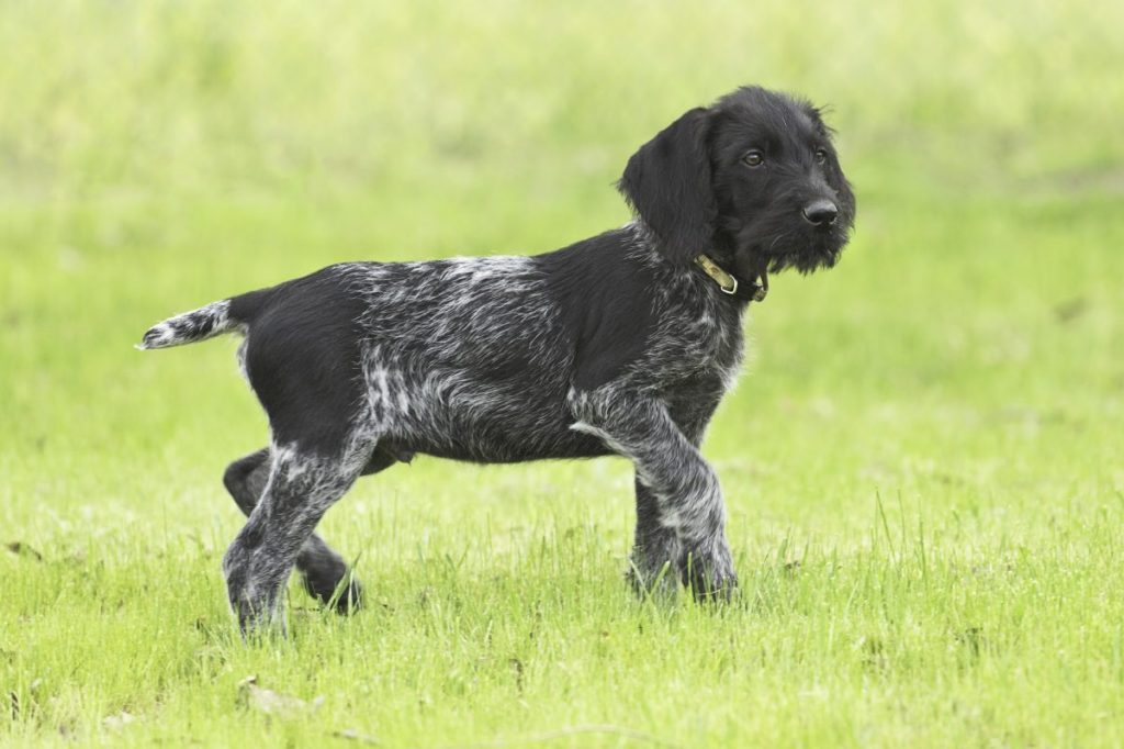 German Wirehaired Puppy