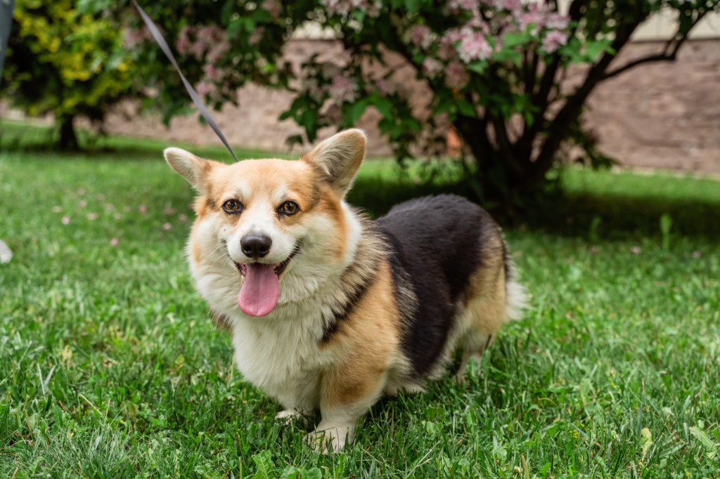 senior dog on a walk