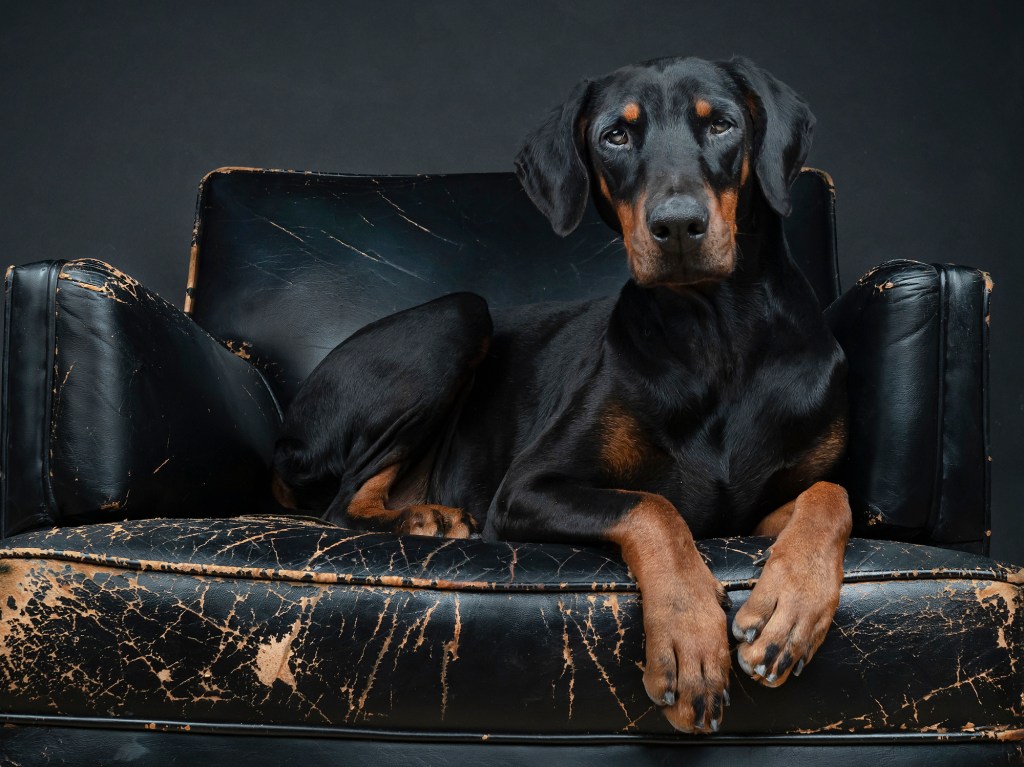 A Doberman Pinscher, a working breed, with un-cropped ears sits on a leather couch in a photo studio.