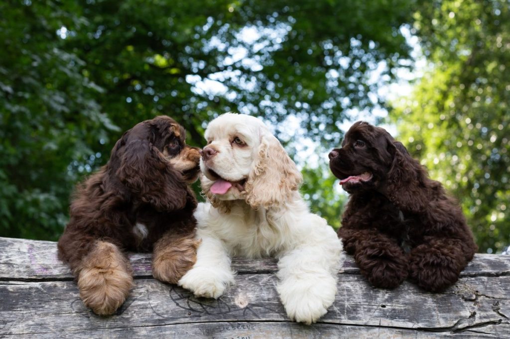 Puppies American Cocker Spaniel