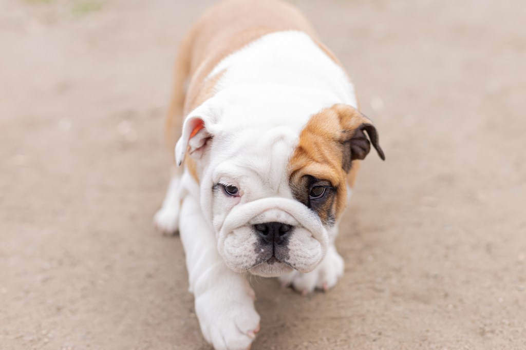 English Bulldog puppy walking