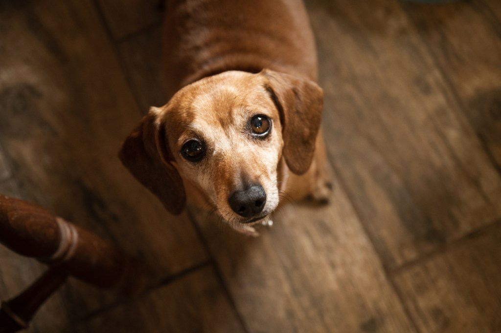 Dachshund staring up at camera