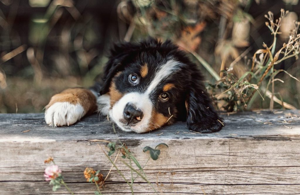 Bernese Mountain Dog puppy outside