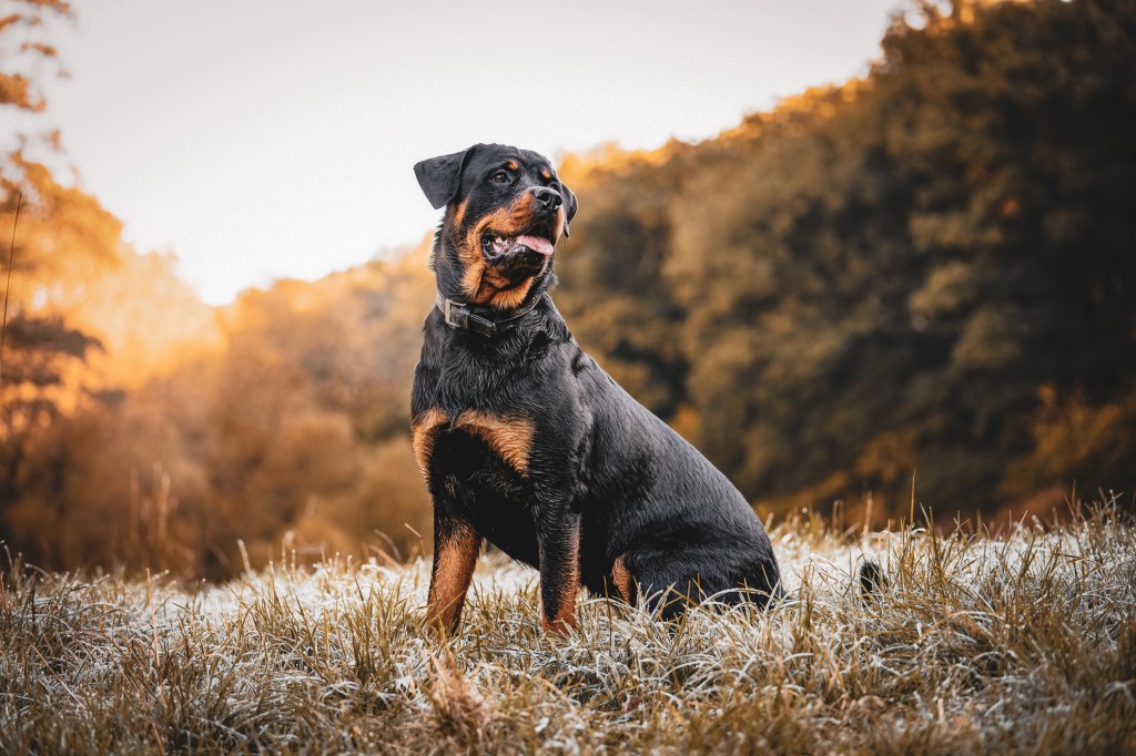 Rottweiler in a field