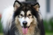 long haired Alaskan Malamute portrait