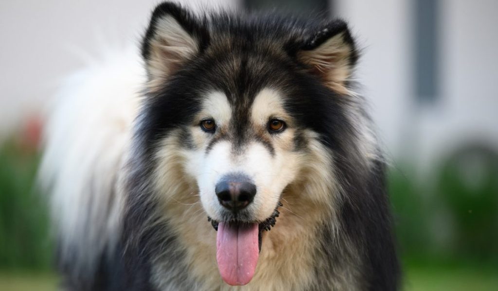 long haired Alaskan Malamute portrait