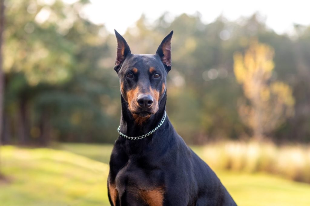 Doberman Pinscher, a working dog breed, outdoors at a park.