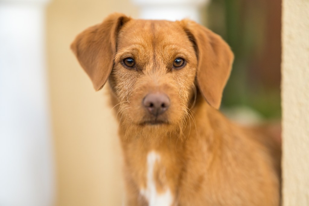 A wiry Vizsla standing by a wall.