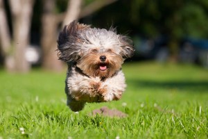 Havanese running