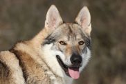 Czechoslovakian Vlcak wolfdog