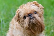 brussels griffon in grass