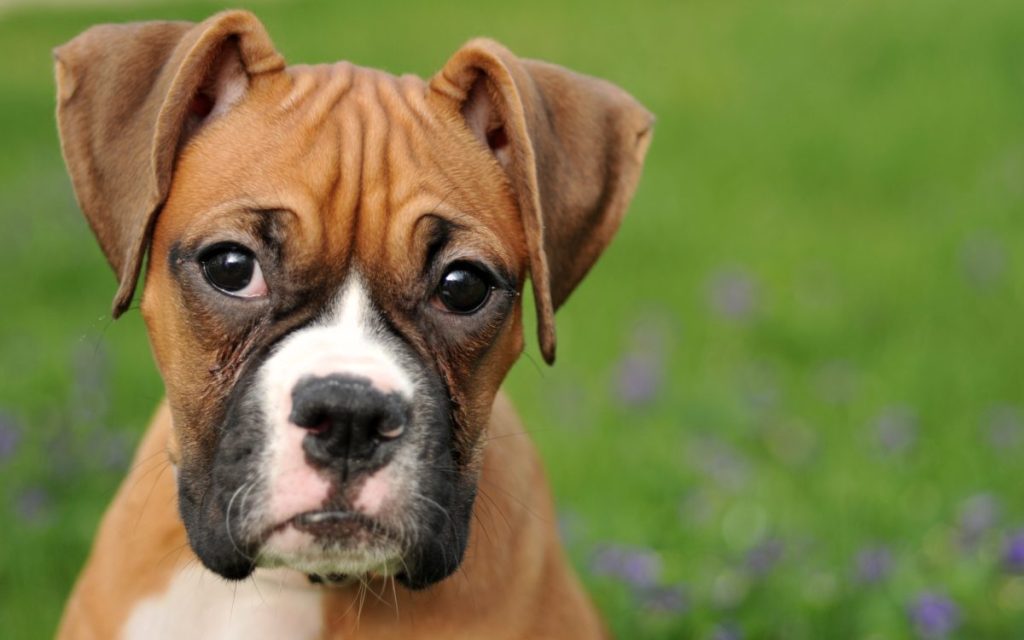 Boxer Puppy