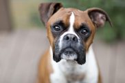 Boxer dog portrait