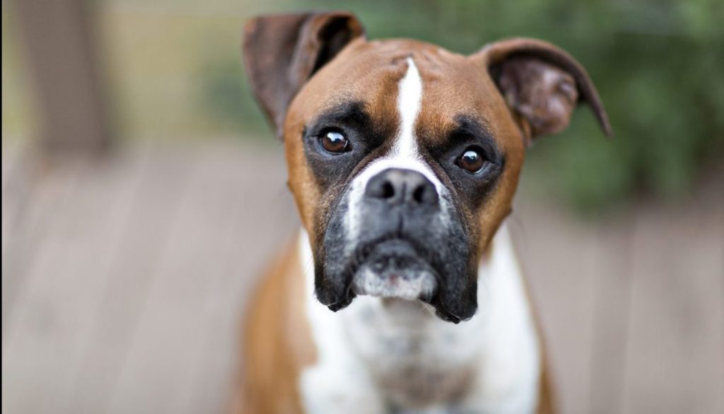 Boxer dog portrait