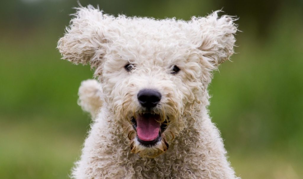 Young Australian Labradoodle playing in nature