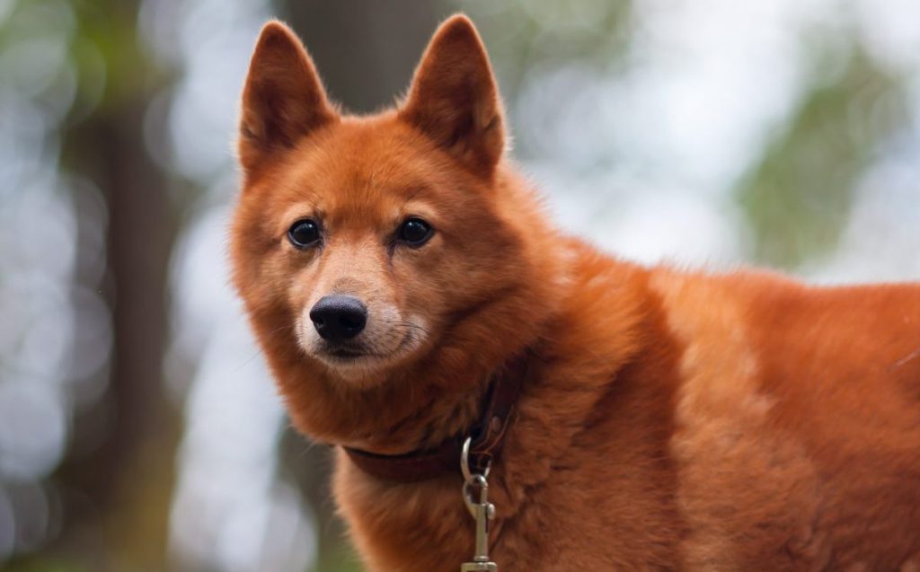 Finnish Spitz outdoors