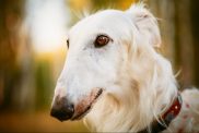 white russian Borzoi