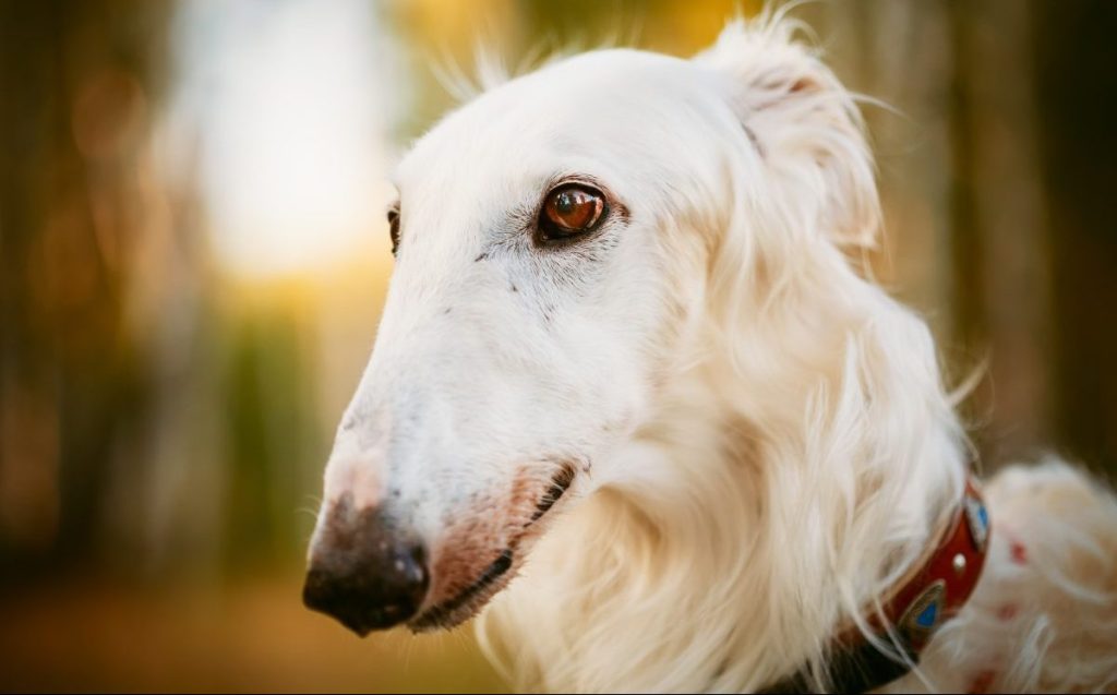 white russian Borzoi