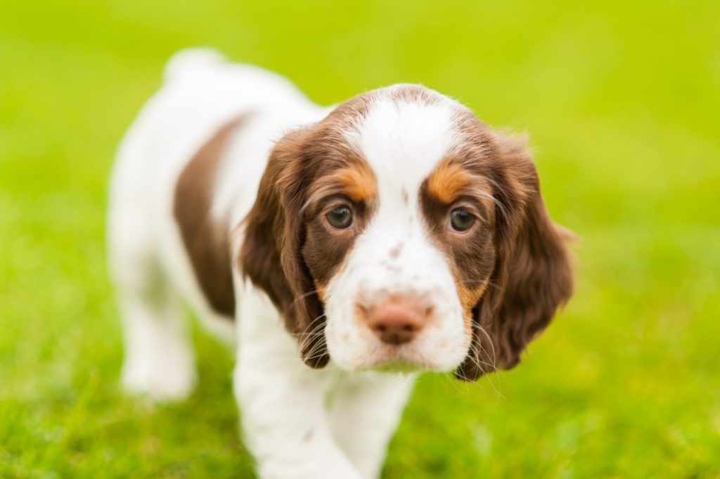 Cute English Springer Spaniel puppy