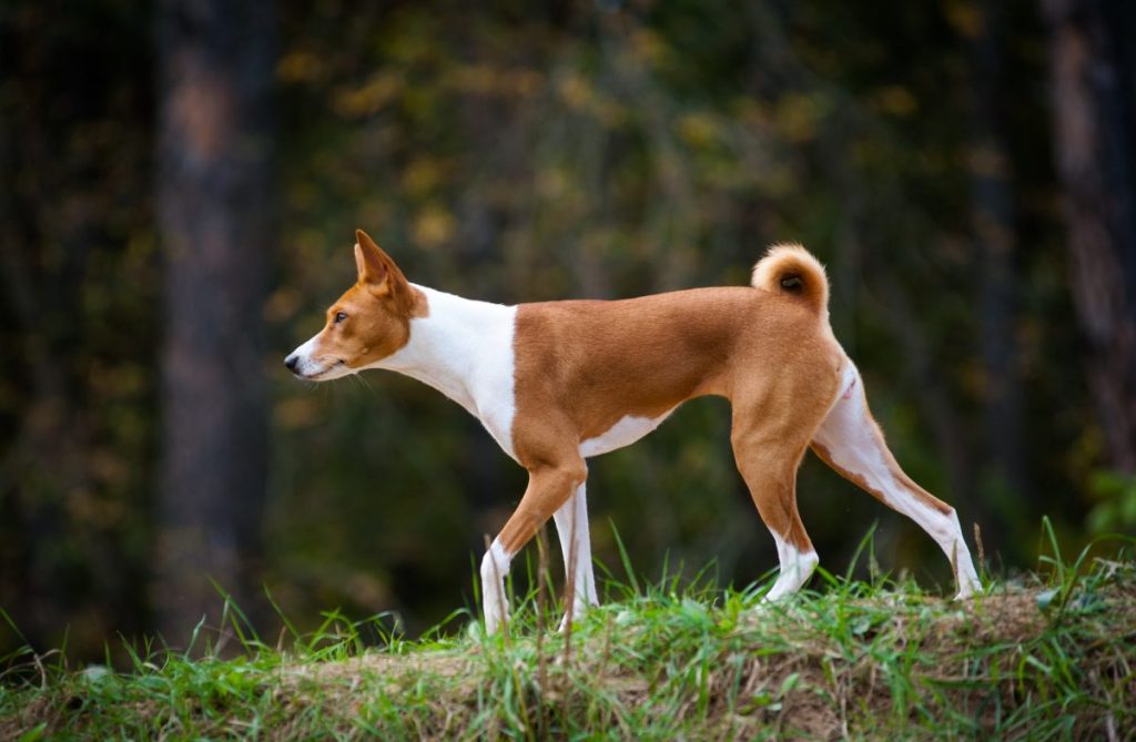 Young basenji dog walking